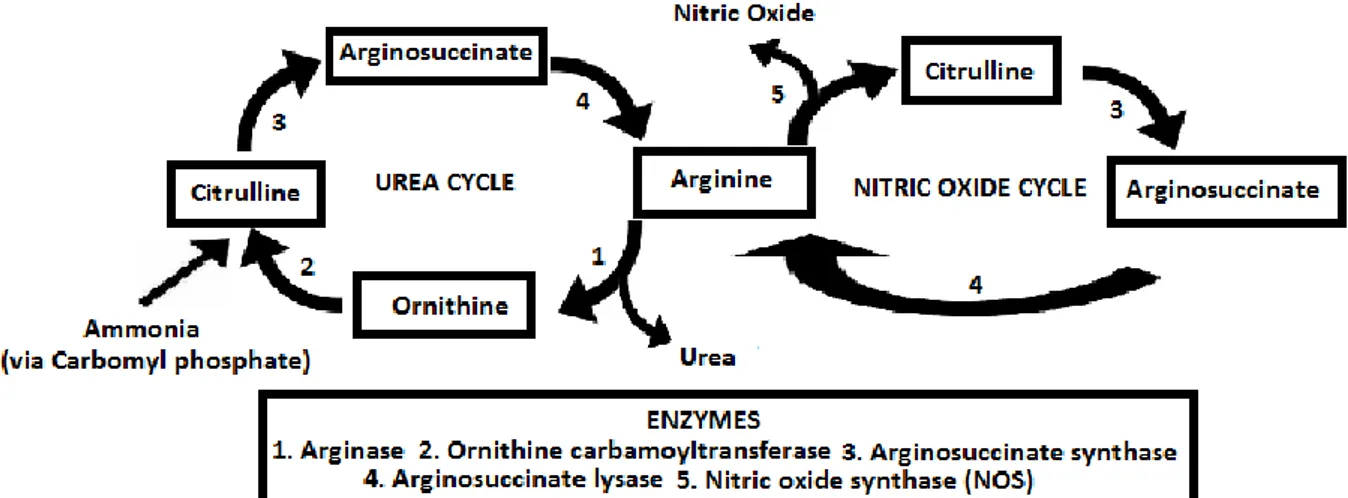 Figure 7 : cycle de l’urée en lien avec le cycle de l’oxyde nitrique (105) 