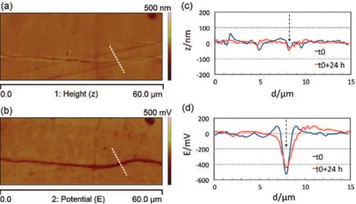 Fig. 6. AFM/KFM topography (a) and surface potential (b) of a 2024 sample just after the CF test