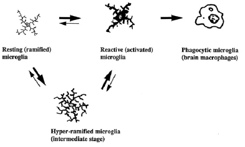 Figure  2.  Représentation  schématique  des  différentes  formes  morphologiques  de  la  microglie