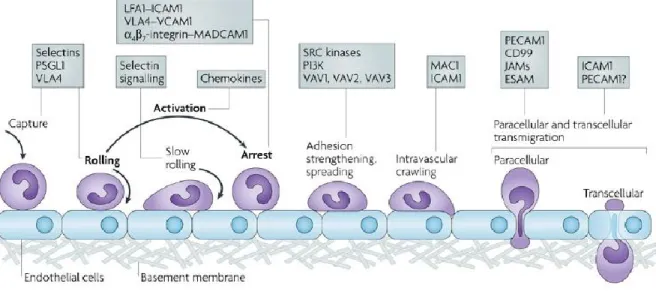 Figure  5.  Recrutement  des  leucocytes.  Après  leur  capture,  les  leucocytes  adhèrent  faiblement