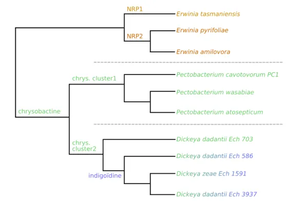 Figure 1.8 – L’arbre des Erwinia, Pectobacterium et Dickeya, annoté avec leurs PNR caracté- caracté-ristiques.