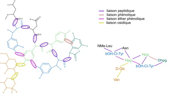 Figure 2.12 – Les structures chimiques et monomériques de la vancomycine, un glycopeptide.