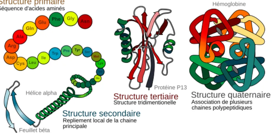 figure 2.12) et une autre fonction hydroxyle ou un groupement amine. Cette réaction est effectuée par des glycosyltransférases [51, 107].