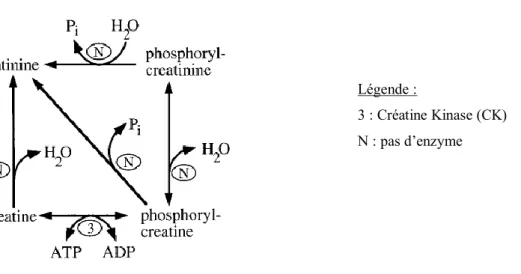 Figure 2 : Formule de la créatinine (Braun et coll, 2003) 