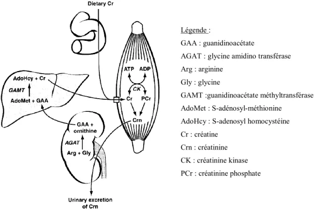 Figure 4: Formation de la créatine et de la créatinine (Wyss et Kaddurah-Daouk, 2000) 