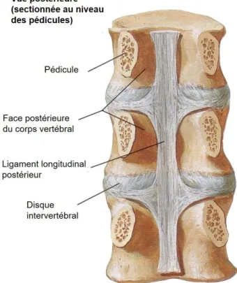 Figure  3.  Anatomie  du  rachis  lombaire  :  vue  postérieure  (sectionnée  au  niveau  des  pédicules (7)