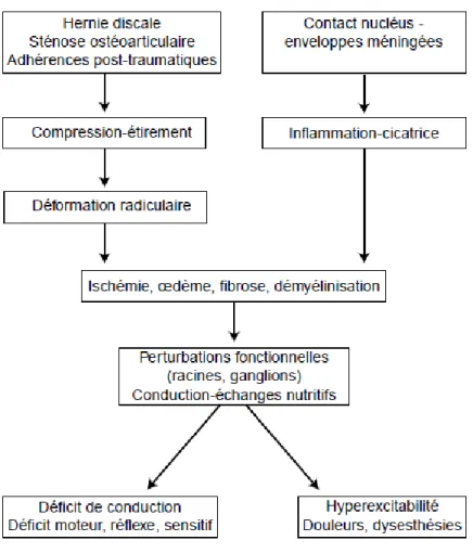 Figure 10. Schéma récapitulatif des mécanismes impliqués dans la souffrance radiculaire  dans les lomboradiculalgies communes (16)