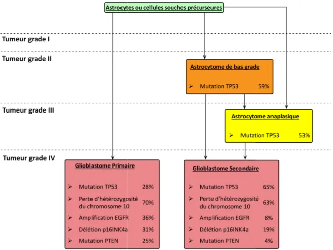 Figure 1 : Altérations génétiques dans les glioblastomes primaires et secondaires. 