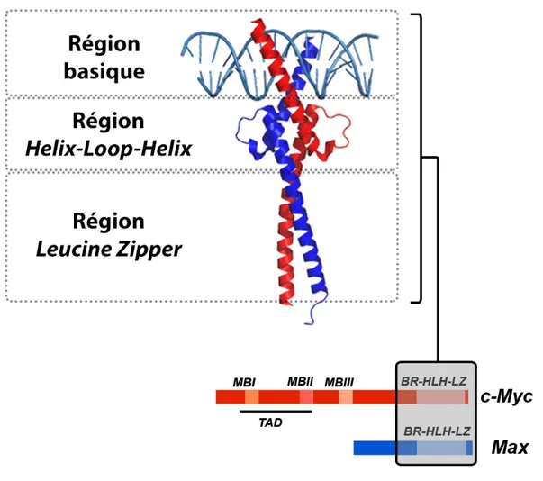 Figure 2 : Structure de c-MYC et de son partenaire obligatoire MAX    