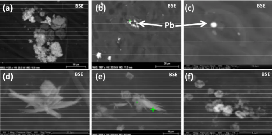 Figure  17 :  Images  MEB-EDX  (BSE)  des  particules  observées  sur  la  surface  adaxiale  des  feuilles  de  salades  après 43 jours d’exposition aux PM