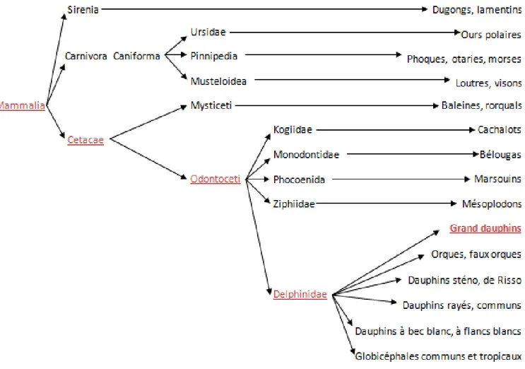 Figure 4 : Place du Grand dauphin dans la taxonomie des mammifères marins (inspiré de Robineau, 2005) 