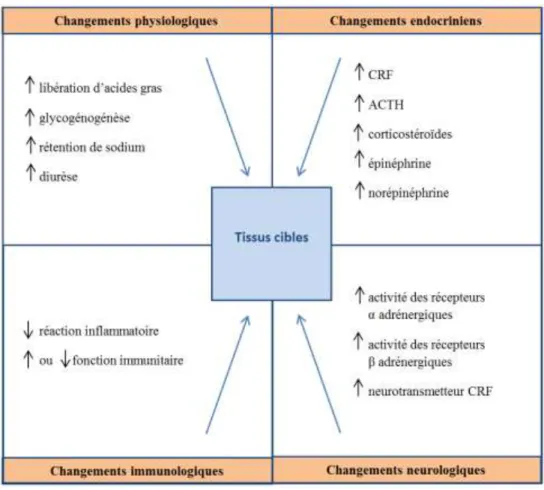 Figure 7: Changement majeurs dans un organisme soumis au stress (Dierauf and Gulland, 2001) 