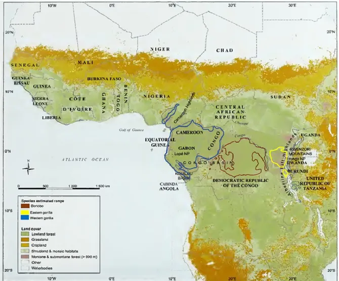 Figure  1.2  Distribution  géographique  de  grands  singes  africains :  le  bonobo  (Pan  paniscus),  le  gorille  oriental (Gorilla beringei) et le gorille occidental (Gorilla gorilla)
