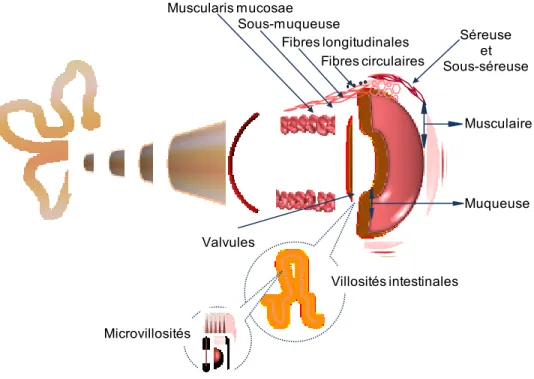 Figure 1 : la paroi de l’intestin grêle.  
