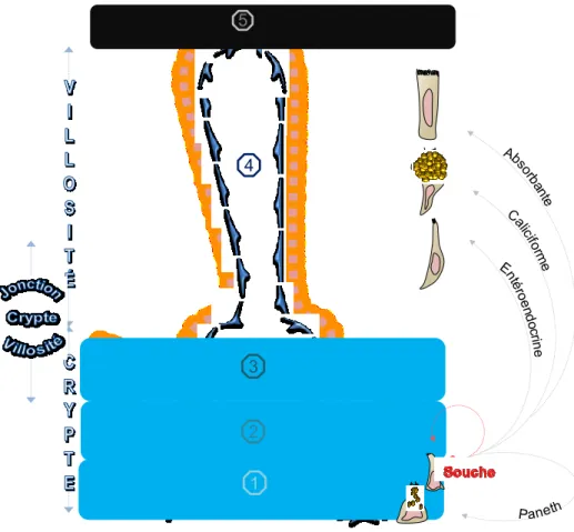 Figure  2 : L’axe crypte/villosité. 