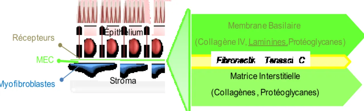 Figure  5 : La matrice extracellulaire. 