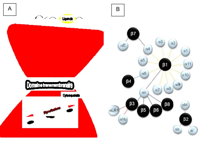 Figure  7 : Les intégrines.  