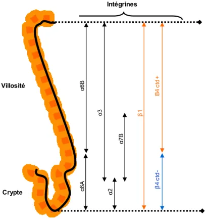 Figure  9 : Distribution des intégrines au niveau de l’axe crypte/villosité. 