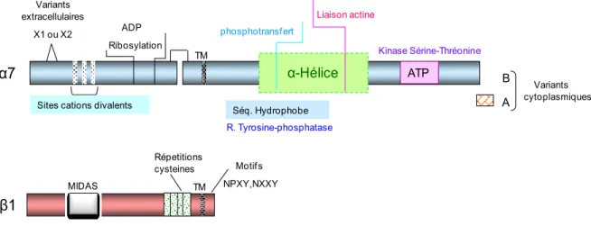 Figure  10: Structure et domaines fonctionnels de l’intégrine α7Bβ1. 
