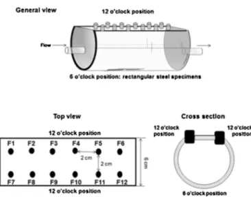 Fig. 2. Scheme, cross-section and ﬁtting distribution of cylindrical ﬂow-through cells, e.g