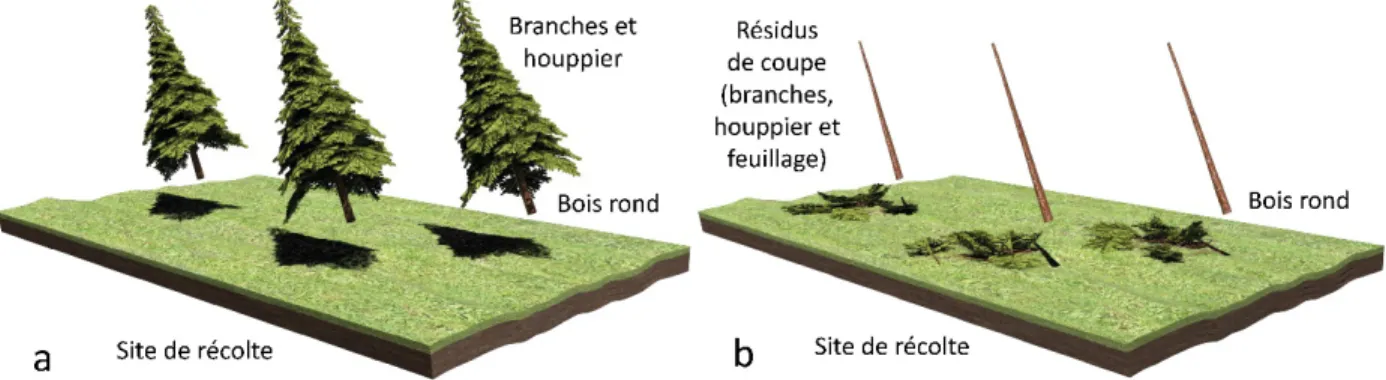 Figure 1.2 Récolte par arbres entiers (a) et récolte par troncs (b) (inspiré de : Thiffault et al., 2011, p