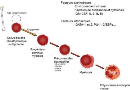 Figure 2 : Illustration du processus de différenciation et de maturation du PNE au  sein de la moelle osseuse hématopoïétique  3 .