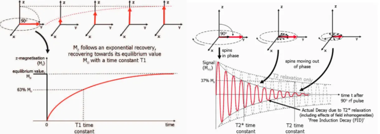 Figure 2.2 – Left, T 1 relaxation time. Right, T 2 and T 2 ∗ relaxation time. Figure from [124].