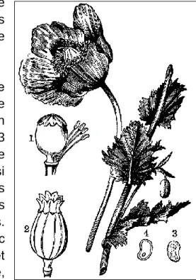 Figure 1 : Papaverum Somniferum (1)