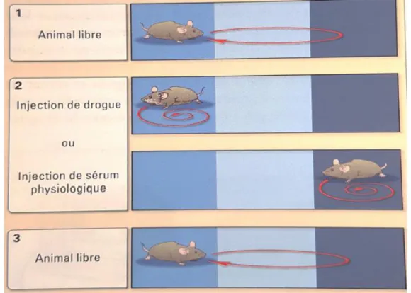 Figure 23 : La préférence de place conditionnée (39) 
