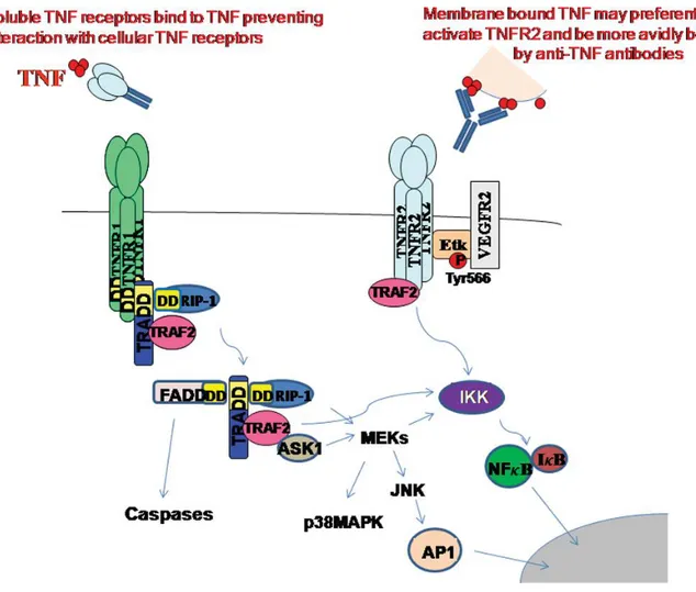 Figure 1 : Principales voies de signalisation du TNFα  D’après JR Bradley  (5)