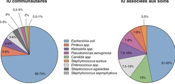 Figure 1. Répartition des germes les plus fréquemment impliqués dans les infections  urinaires (Fiche SFM2019) 