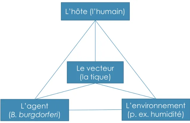 Figure 1.1 La triade épidémiologique de la maladie de Lyme (adapté de : Gordis, 2014) 