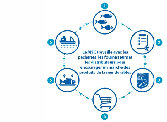 Figure 5 : Les 6 éléments principaux participant au développement du label MSC pêche durable