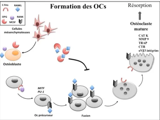 Figure 2. Étapes de la formation des OCs .  