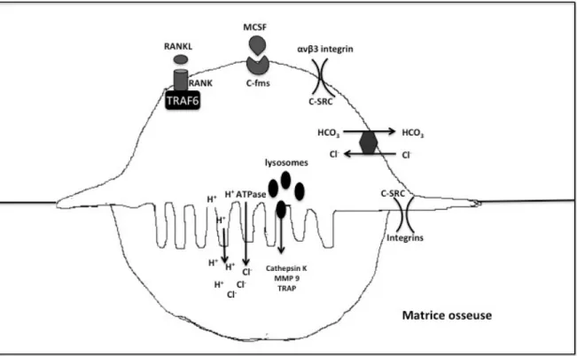 Figure 3. Résorption osseuse ostéoclastique 