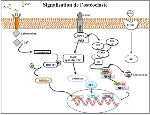 Figure 4. Signalisation induite par RANKL et MCSF dans les OCs 