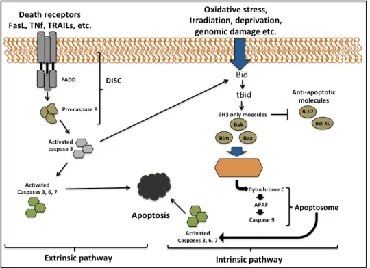 Figure 5. Mécanismes de l’apoptose : voies intrinsèque et extrinsèque. 