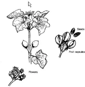 Figure 4: Jatropha Curcas L. 