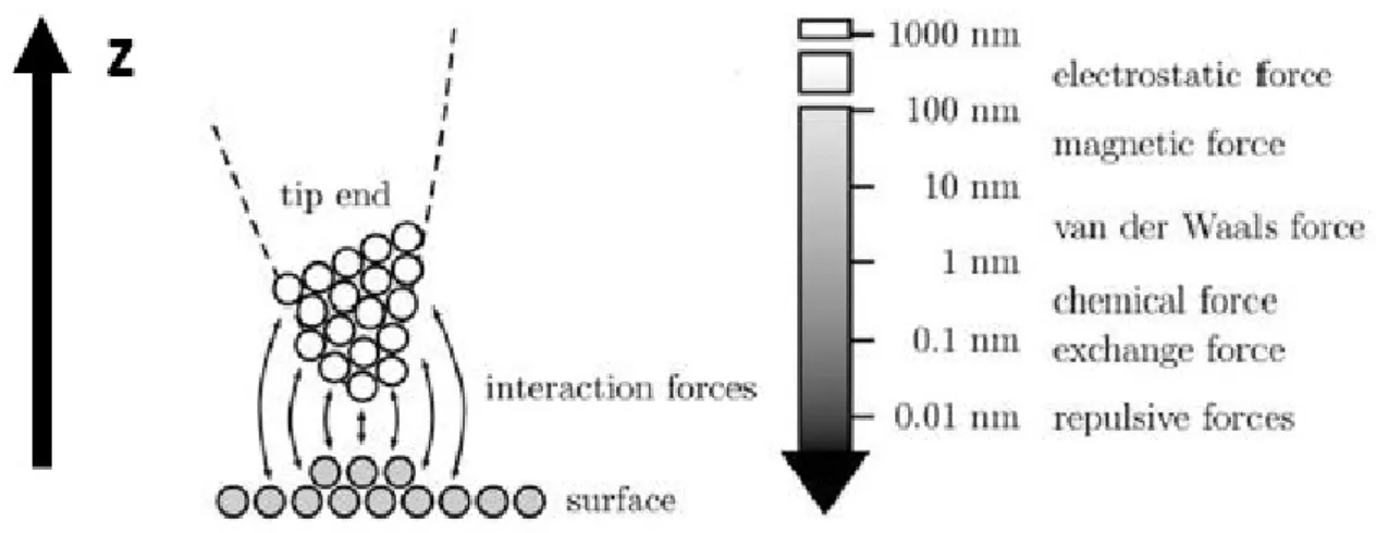 Figure 1.3: Illustration of different interaction forces measured in AFM in function of tip-sample distance [32].