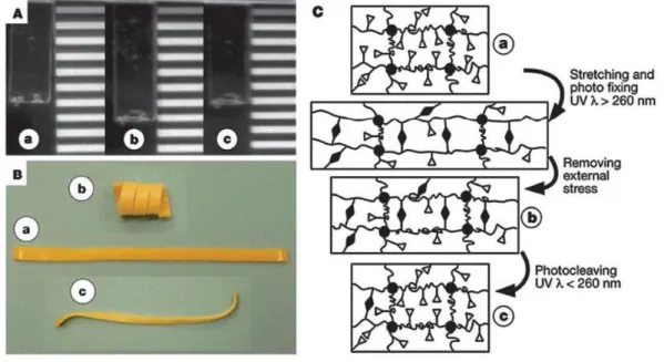 Figure 1. Shape-memory behavior of light-responsive polymers. (A) The cinnamic acid-containing  polymer film, with both sides of the specimen exposed to UV light for photo-crosslinking (fixation  of a temporary shape) and photo-decrosslinking (recovery of 