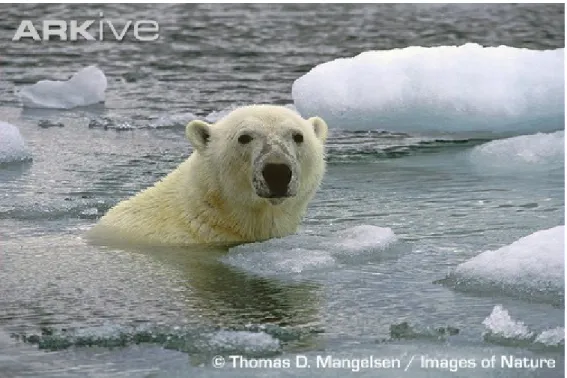 Figure 2.4  Ours polaire nageant dans l’eau parmi la calotte glaciaire fondante. Tirée  d’Arkive, 2008