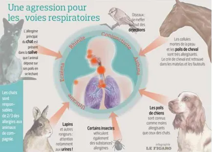 Figure 7- Schéma explicatif des réactions allergiques chez l'Humain 