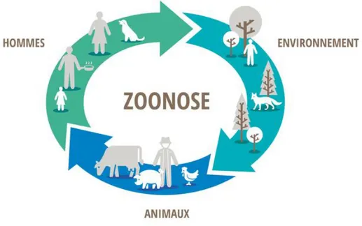 Figure 8- Schéma explicatif de la transmission de zoonose, réalisé par le  ministère de l'Agriculture 