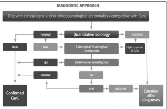 Figure 13 : Conduite diagnostique à tenir face à un chien présentant des signes  cliniques et/ou des anomalies para-cliniques compatibles avec la leishmaniose canine 