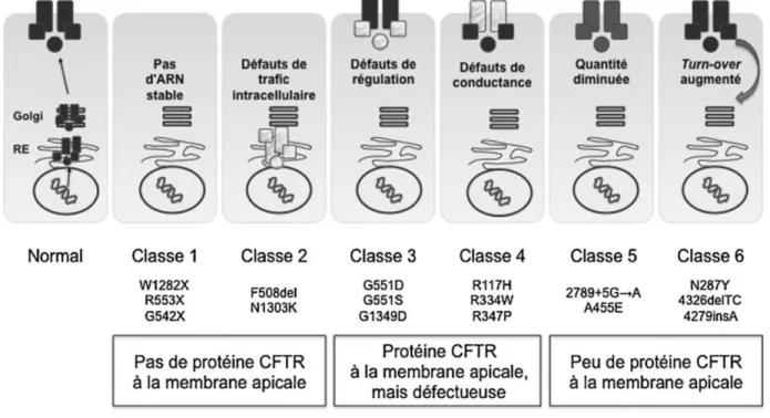 Fig re 2: E pression de la prot ine CFTR selon la classe de m tation  ​(7) 