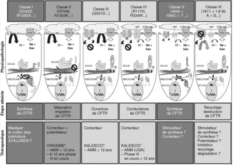 Fig re 4: Les diff rents mod late rs de la prot ine CFTR selon le t pe de m tation ​ ​(35)​