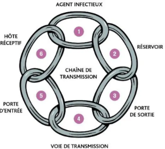 Figure 1 - Chaîne de transmission du risque infectieux 2