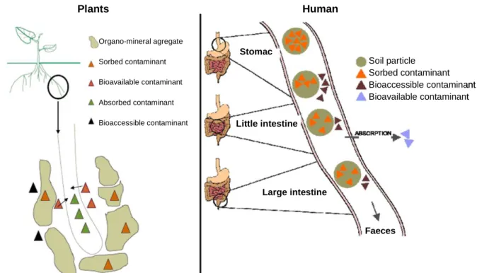 Figure I-5: Diagram showing the concept of bioavailable and bioaccessible  fractions in higher plants and humans