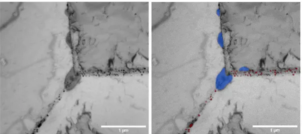 Figure 40: Mise en évidence de la précipitation de M 23 C 6  ( en bleu à droite ) et de TiC (en  rouge) au niveau des joints de grains pour les microstructure vieillies