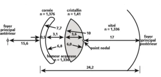 Figure 5 : Indices de réfraction et rayons de courbures des milieux oculaires, issu du colloque de  l'Ecole d'Orthoptie de Nantes